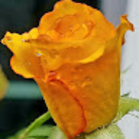 Meet your Posher, Kristin - Picture 1 of 1